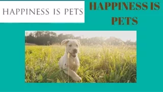 Happiness Is Pets - Buy Pet Shop Selling Puppies In Schererville