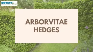 arborvitae hedges
