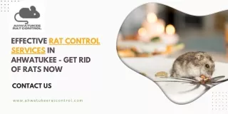 Effective Rat Control Services in Ahwatukee - Get Rid of Rats Now