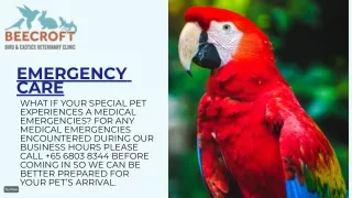 Emergency Veterinary Clinic Singapore _ 24 hour Vet Singapore