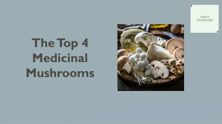 the top 4 medicinal mushrooms
