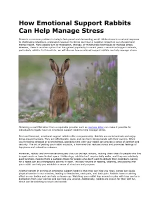 How Emotional Support Rabbits Can Help Manage Stress