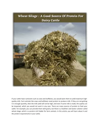 wheat Silage_ a good source of protein for dairy cattle