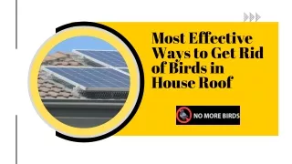Most Effective Ways to Get Rid of Birds in House Roof