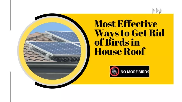 most effective ways to get rid of birds in house