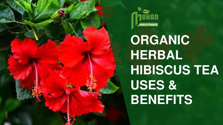 organic herbal hibiscus tea uses benefits