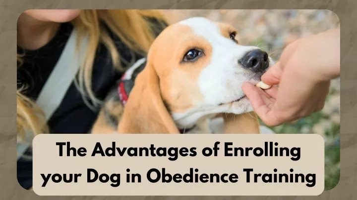 the advantages of enrolling your dog in obedience