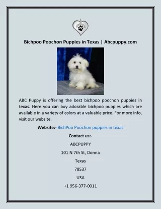 bichpoo poochon puppies in texas abcpuppy com