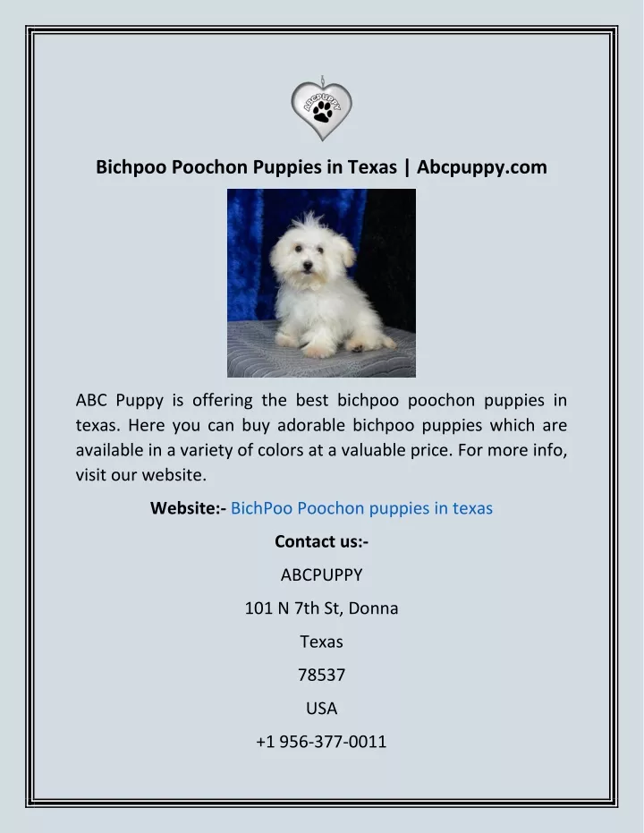 bichpoo poochon puppies in texas abcpuppy com