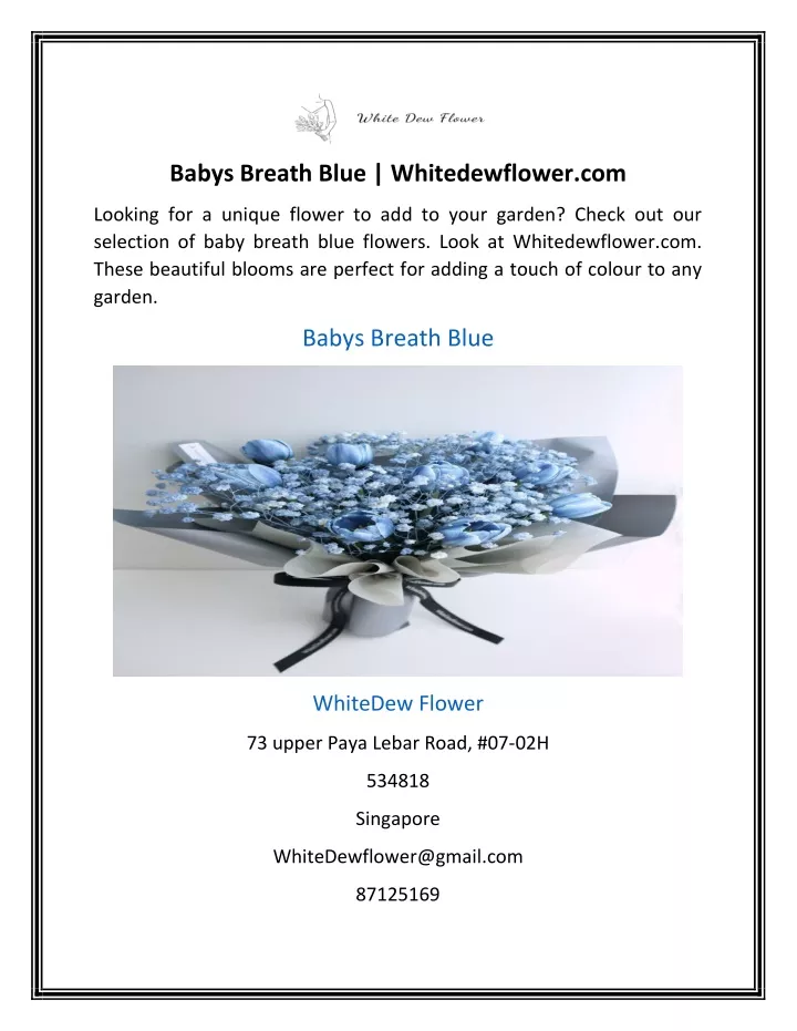 babys breath blue whitedewflower com