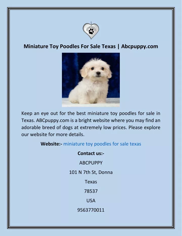 miniature toy poodles for sale texas abcpuppy com