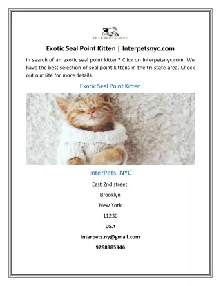 exotic seal point kitten interpetsnyc com