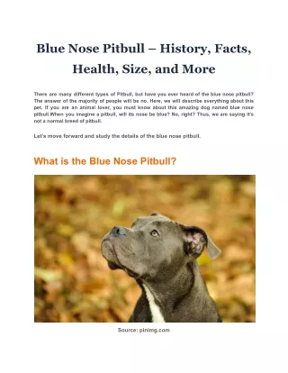 Blue Nose Pitbull – History, Facts, Health, Size, and More