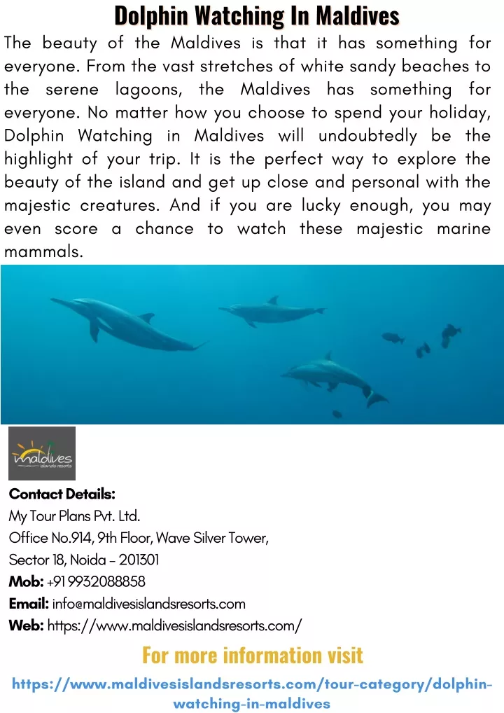 dolphin watching in maldives