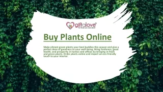 Best Plant Online-Giftalove.com