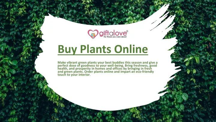 buy plants online make vibrant green plants your