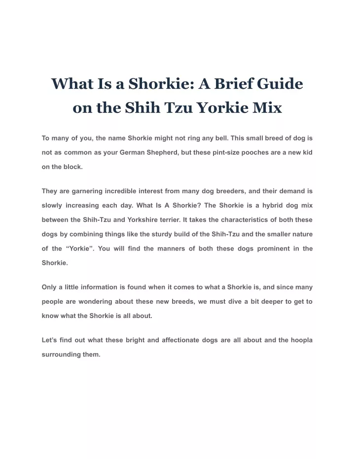 what is a shorkie a brief guide on the shih