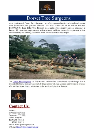 dorset tree surgeons