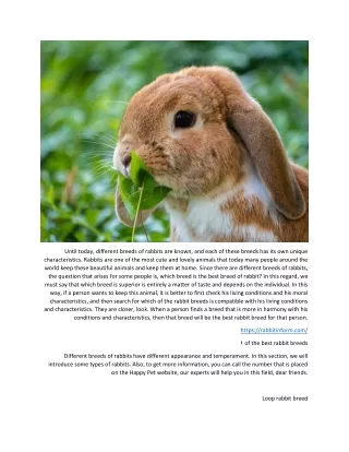 Introducing 10 domestic rabbit breeds in the world