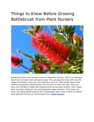 Things to Know Before Growing Bottlebrush from Plant Nursery