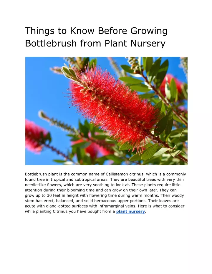 things to know before growing bottlebrush from