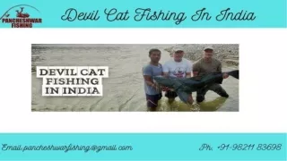 Devil cat fish in India