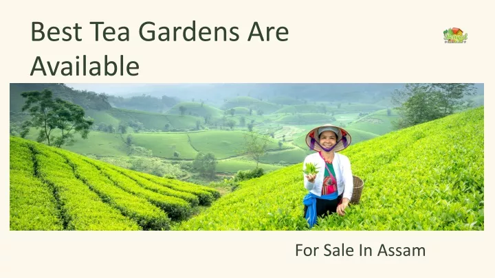 best tea gardens are available