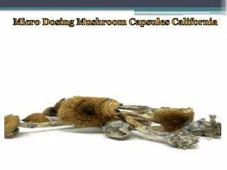 Micro Dosing Mushroom Capsules California
