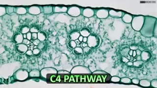 C4 Cycle of Photosynthesis | Hatch and Slack Pathway