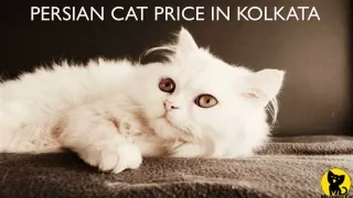 Persian cat price in Kolkata