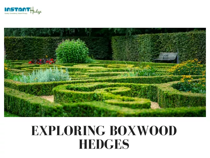 exploring boxwood hedges