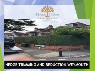 Hedge Trimming And Reduction Weymouth