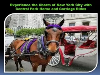 experience the charm of new york city with