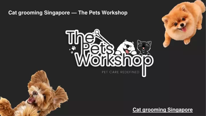 cat grooming singapore the pets workshop