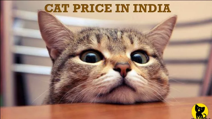 cat price in india