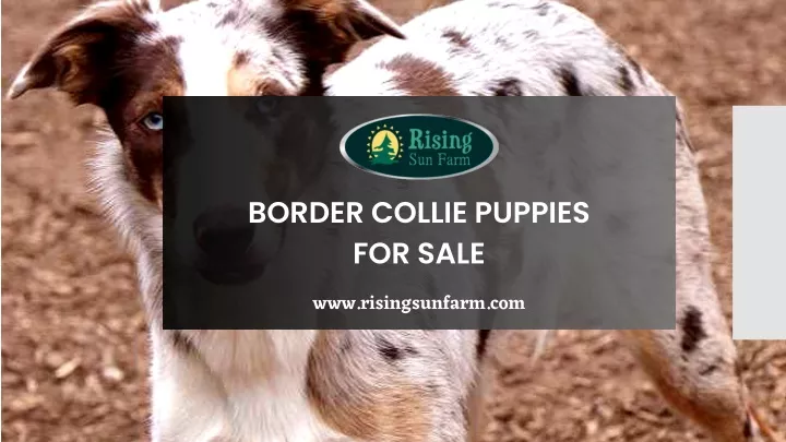 border collie puppies for sale