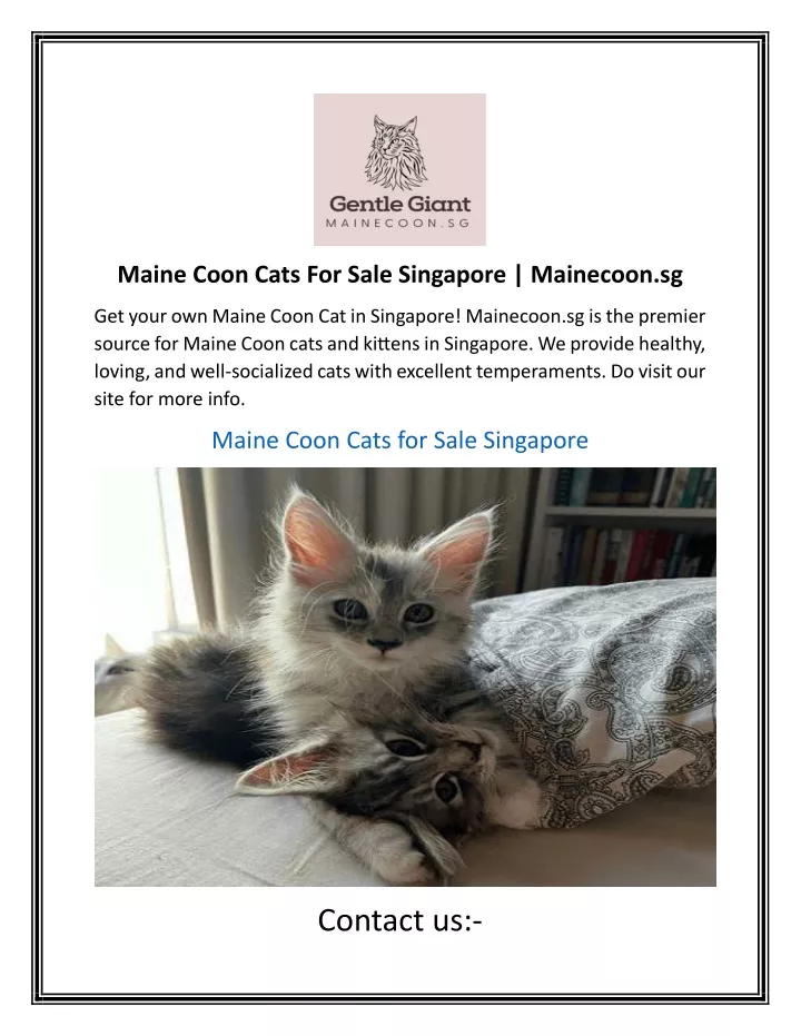 maine coon cats for sale singapore mainecoon sg