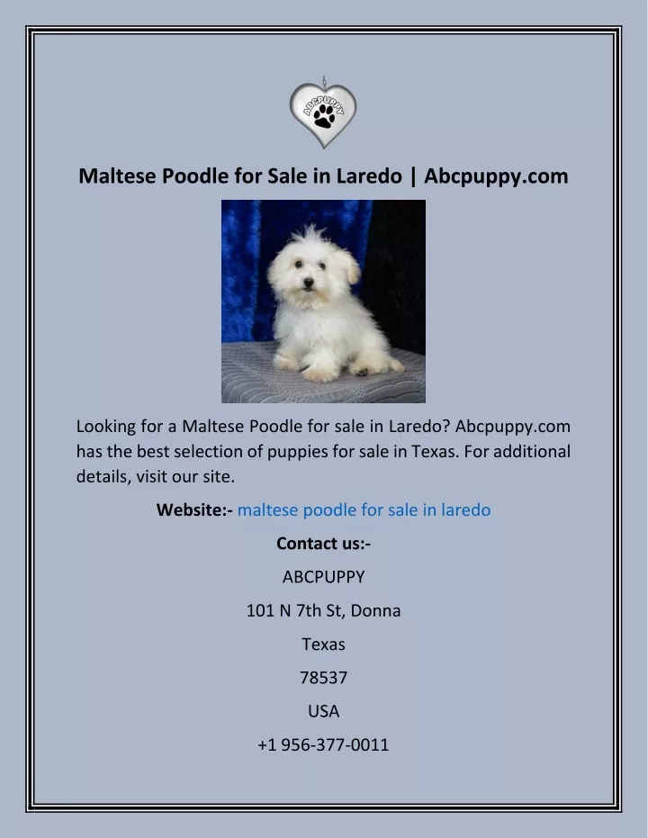 maltese poodle for sale in laredo abcpuppy com