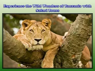 Experience the Wild Wonders of Tanzania with Safari Tours