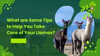 What are Some Tips to Help You Take Care of Your Llamas