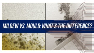 Mildew Vs. Mold - What’s The Difference