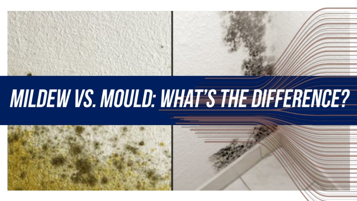 mildew vs mould what s the difference