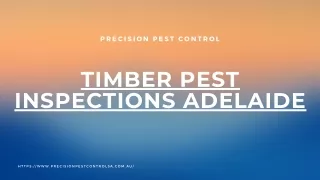 Termite Treatment Adelaide | Precision Pest Control in Au