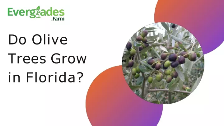 do olive trees grow in florida