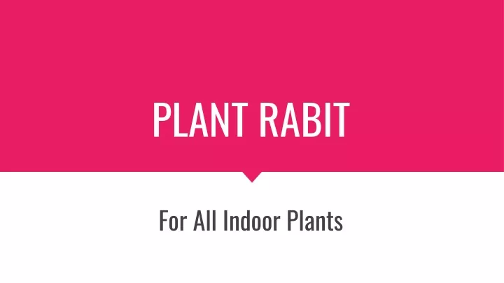 plant rabit