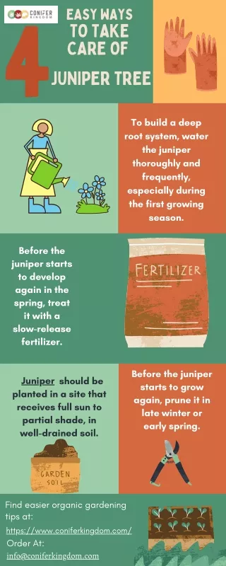 easy ways to take care of juniper tree 4