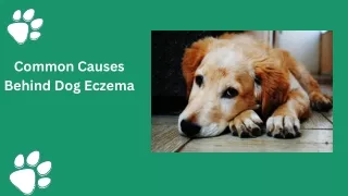 causes of eczema in dogs