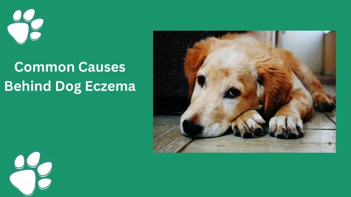 PPT - causes of eczema in dogs PowerPoint Presentation, free download ...