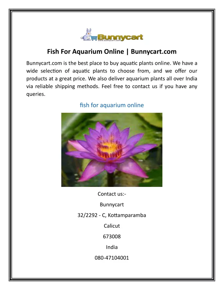 fish for aquarium online bunnycart com