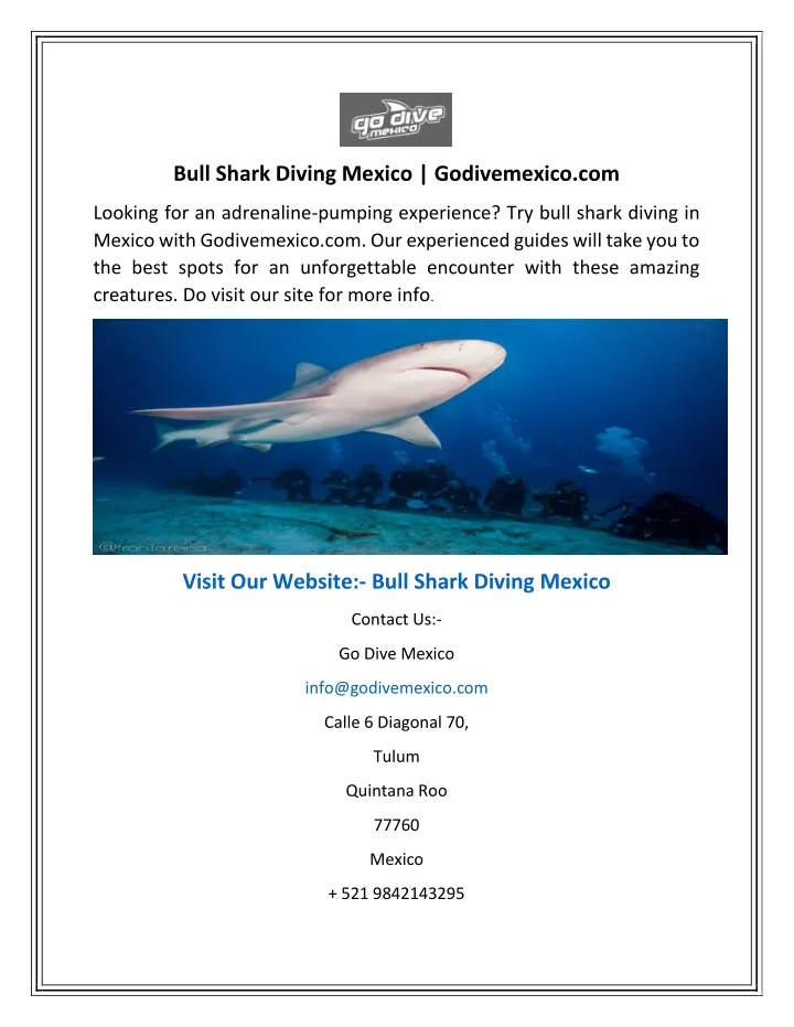 bull shark diving mexico godivemexico com